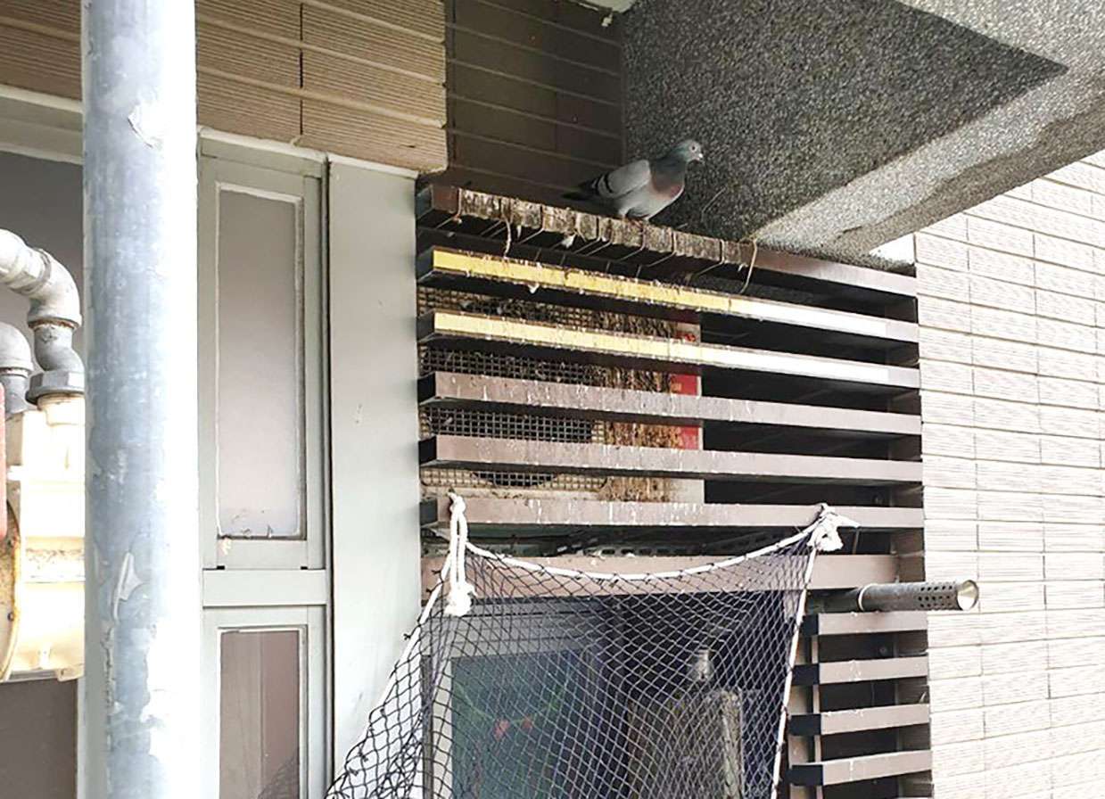 防鴿 防鳥刺 隱形鐵窗 防鳥網